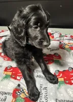 Blaze, a male Goldendoodle for sale in East Bend, NC – Photo 4 of 7