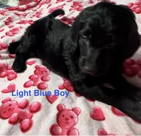 Blaze, a male Goldendoodle for sale in East Bend, NC – Photo 1 of 7