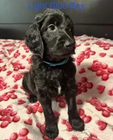 Blaze, a male Goldendoodle for sale in East Bend, NC – Photo 2 of 7