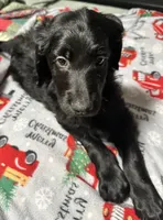 Blaze, a male Goldendoodle for sale in East Bend, NC – Photo 6 of 7
