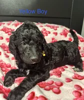 Oreo, a male Goldendoodle for sale in East Bend, NC – Photo 2 of 6