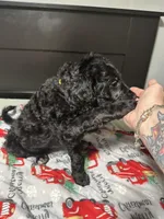 Oreo, a male Goldendoodle for sale in East Bend, NC – Photo 6 of 6