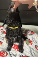 Oreo, a male Goldendoodle for sale in East Bend, NC – Photo 5 of 6