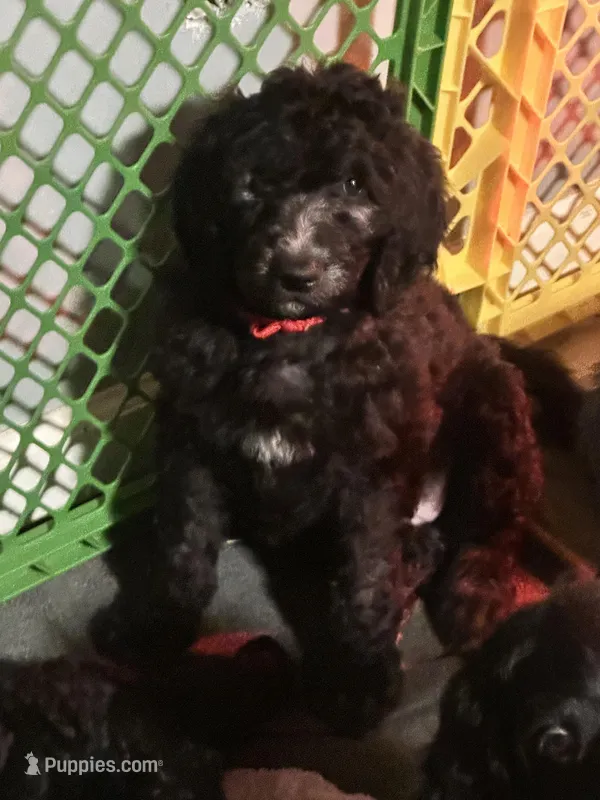 Pebbles , a male Goldendoodle for sale in East Bend, NC – Photo 1 of 3