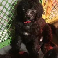 Pebbles , a male Goldendoodle for sale in East Bend, NC – Photo 1 of 3