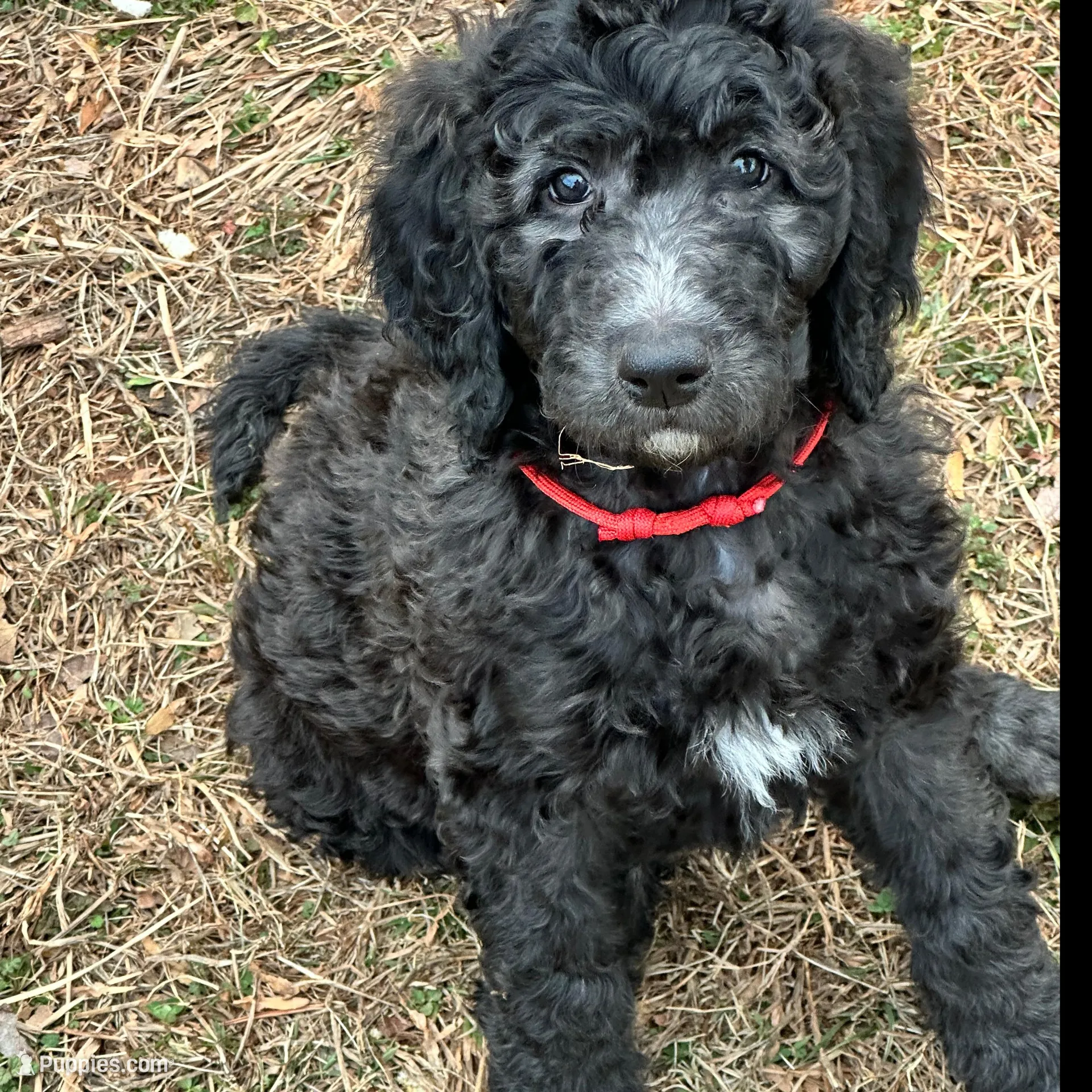 Pebbles , a male Goldendoodle for sale in East Bend, NC – Photo 3 of 3