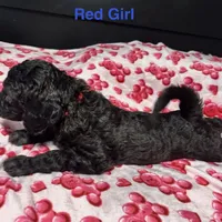 Pebbles , a male Goldendoodle for sale in East Bend, NC – Photo 2 of 3