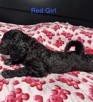 Pebbles , a male Goldendoodle for sale in East Bend, NC – Photo 2 of 3