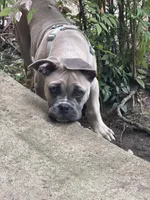 Sebastian , a male French Bulldog and Cane Corso for sale in Houston, TX – 1 of 1