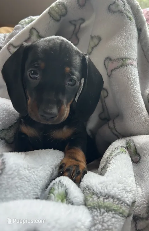 Mia black and tan female  – Dachshund puppy for sale in Middleboro, MA