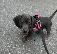 Luna, a female Dachshund for sale in Middleboro, MA – 2 of 2