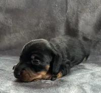 Mia, a female Dachshund for sale in Plymouth, MA – 2 of 2