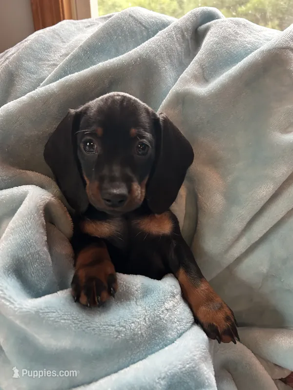 Mia black and tan female  – Dachshund puppy for sale in Middleboro, MA