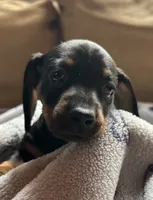 Mia, a female Dachshund for sale in Middleboro, MA – 2 of 2