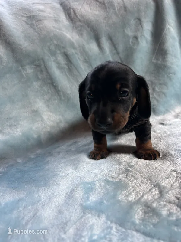 Sergio – Dachshund puppy for sale in Plymouth, MA