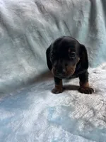 Sergio, a male Dachshund for sale in Plymouth, MA – 1 of 2