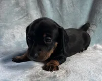 Sergio, a male Dachshund for sale in Plymouth, MA – 2 of 2