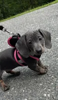 Luna, a female Dachshund for sale in Middleboro, MA – 1 of 2