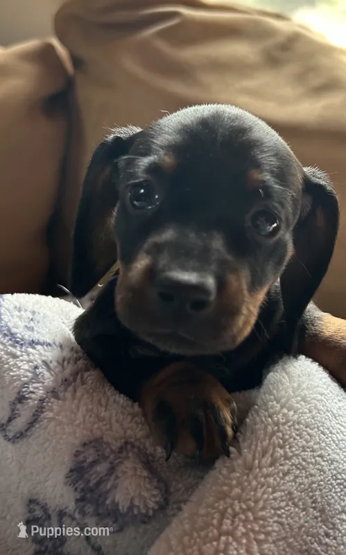 Mia – Dachshund puppy for sale in Plymouth, MA
