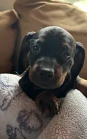 Mia, a female Dachshund for sale in Plymouth, MA – 1 of 2