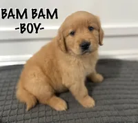 Bam Bam , a male Golden Retriever for sale in Syracuse, UT – Photo 1 of 3