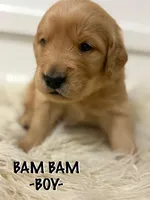 Bam Bam , a male Golden Retriever for sale in Syracuse, UT – Photo 2 of 3
