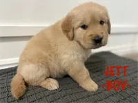 Golden Retrievers, a male Golden Retriever for sale in Syracuse, UT – Photo 6 of 9