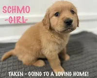 Golden Retrievers, a male Golden Retriever for sale in Syracuse, UT – Photo 3 of 9