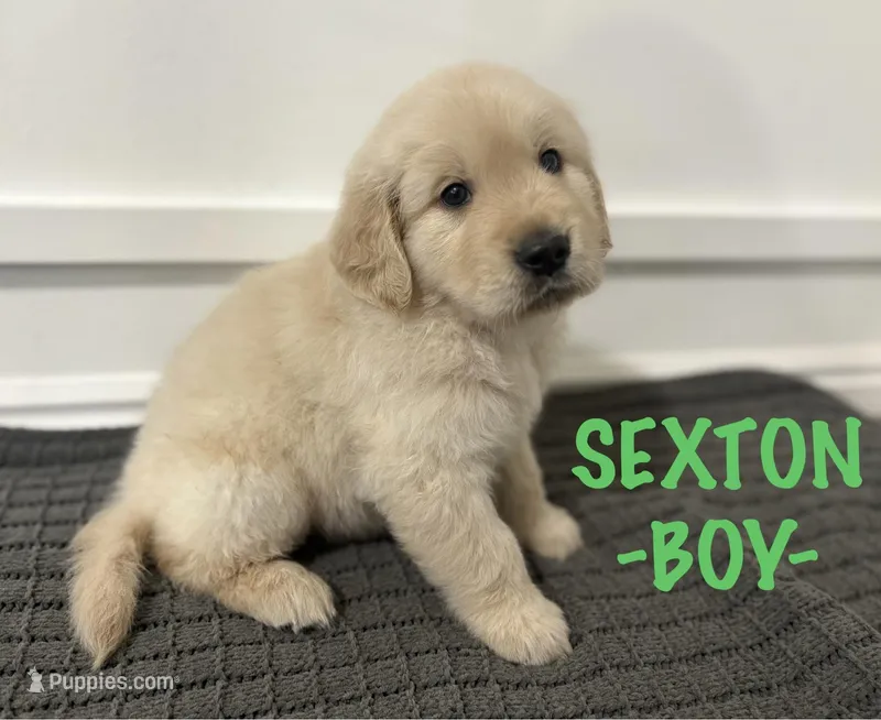 Sexton – Golden Retriever puppy for sale in Syracuse, UT