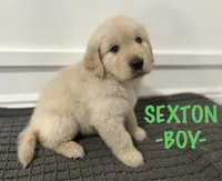 Sexton, a male Golden Retriever for sale in Syracuse, UT – Photo 1 of 3