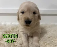 Sexton, a male Golden Retriever for sale in Syracuse, UT – Photo 2 of 3