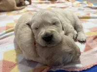 Sexton, a male Golden Retriever for sale in Syracuse, UT – Photo 3 of 3