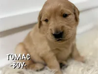 Tomac, a male Golden Retriever for sale in Syracuse, UT – Photo 2 of 2