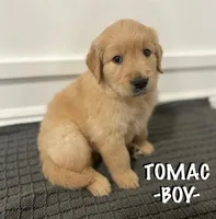 Tomac, a male Golden Retriever for sale in Syracuse, UT – Photo 1 of 2