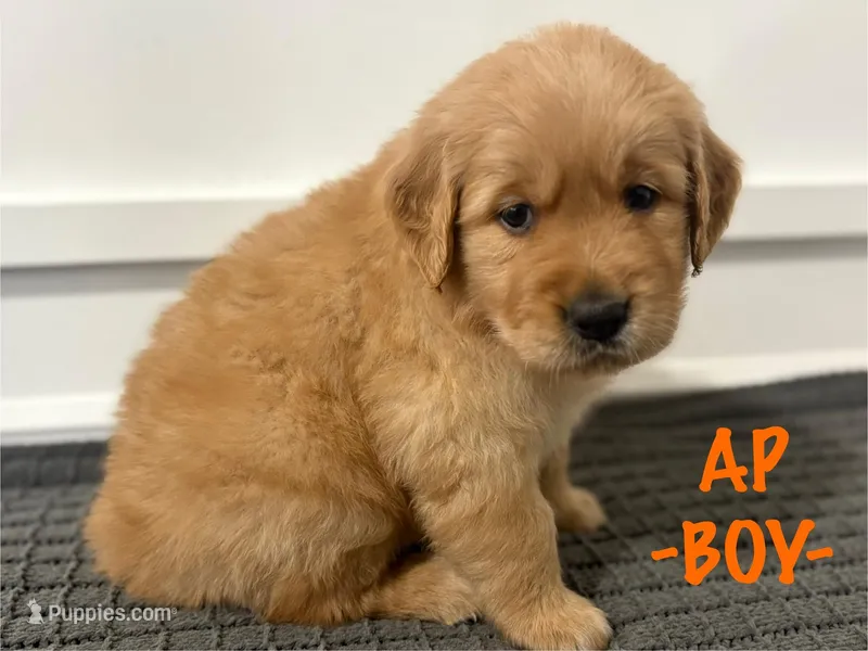 AP  – Golden Retriever puppy for sale in Syracuse, UT