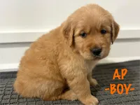AP , a male Golden Retriever for sale in Syracuse, UT – Photo 1 of 3