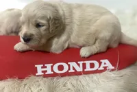 Jett, a male Golden Retriever for sale in Syracuse, UT – Photo 3 of 3