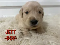 Jett, a male Golden Retriever for sale in Syracuse, UT – Photo 2 of 3