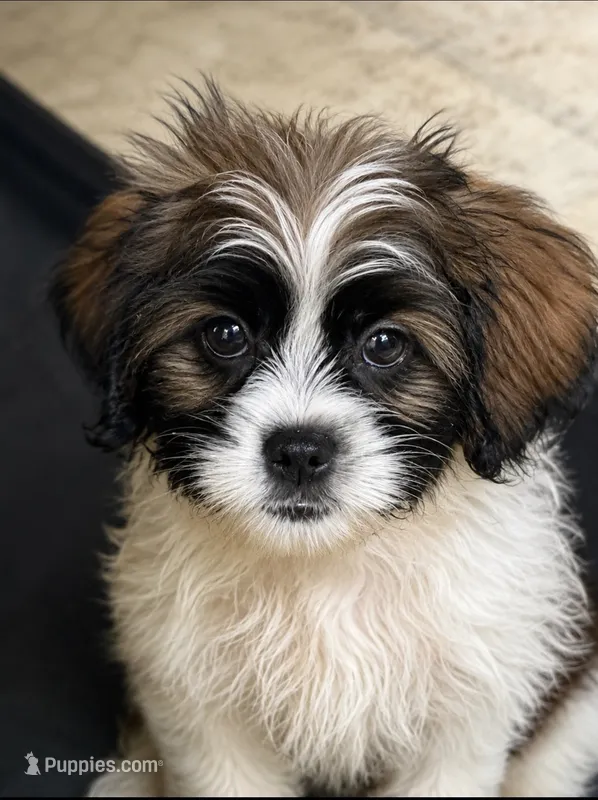 Chewy – Cocker Spaniel, Shih Tzu puppy for sale in Ogdensburg, NY