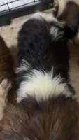 Chewy, a male Cocker Spaniel and Shih Tzu for sale in Ogdensburg, NY – 2 of 2