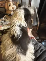 Rota , a female Cocker Spaniel and Shih Tzu for sale in Ogdensburg, NY – Photo 4 of 4