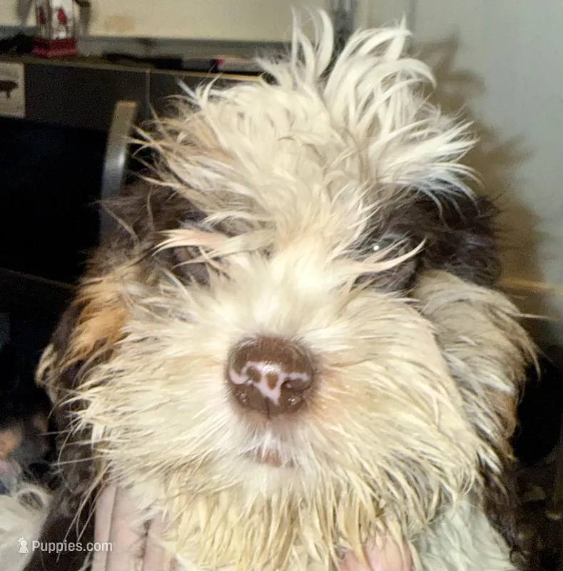 Rota  – Cocker Spaniel, Shih Tzu puppy for sale in Ogdensburg, NY