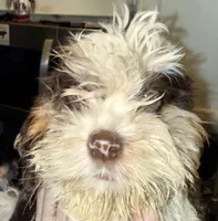 Rota , a female Cocker Spaniel and Shih Tzu for sale in Ogdensburg, NY – Photo 1 of 4