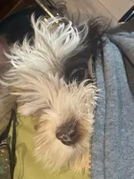 Rota , a female Cocker Spaniel and Shih Tzu for sale in Ogdensburg, NY – Photo 2 of 4