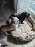 processed/ade84889-e94c-4d8f-8499-4d0f29a0fa65/listing/403591c2-3ae8-445a-9f91-dac301b28d55/e340ca01-55c4-419a-9398-315d61679abc