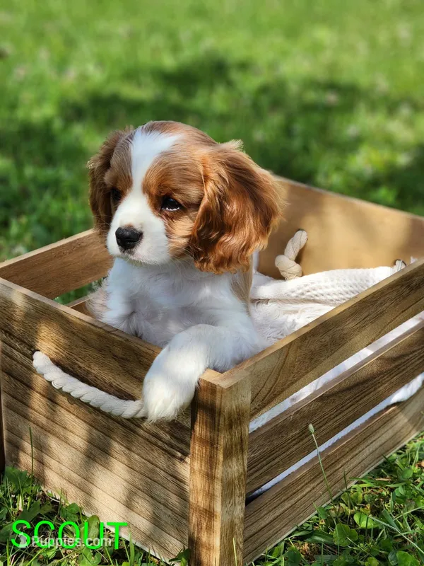 Scout – Cavalier King Charles Spaniel puppy for sale in Morris, PA