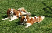 Scout, a male Cavalier King Charles Spaniel for sale in Morris, PA – 9 of 10