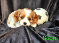 Scout, a male Cavalier King Charles Spaniel for sale in Morris, PA – 2 of 10