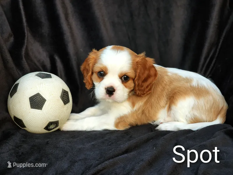 Spot – Cavalier King Charles Spaniel puppy for sale in Morris, PA