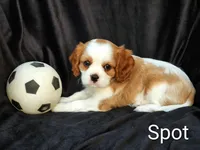 Spot, a male Cavalier King Charles Spaniel for sale in Morris, PA – 1 of 7